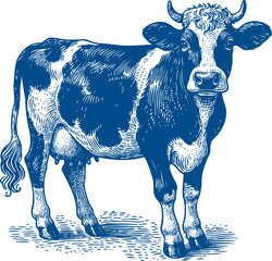 Cow Vector illustration, Hand drawn sketch livestock vector illustration