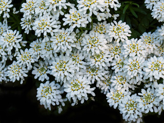Wunderbare Jahreszeit das Frühjahr im April und Mai, viele Blüten Schleifenblume 