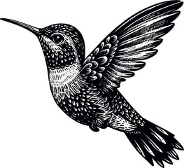 humming bird svg bundle-5.eps