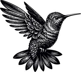 humming bird vector illustration