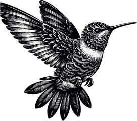 humming bird vector illustration