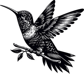 humming bird vector illustration