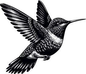 humming bird vector illustration