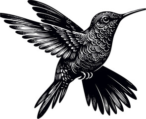 humming bird vector illustration