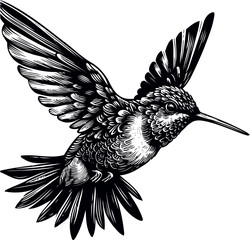 humming bird vector illustration