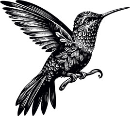 humming bird vector illustration