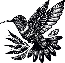 humming bird vector illustration
