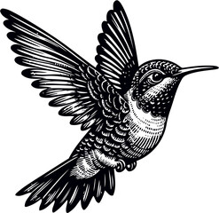 humming bird vector illustration