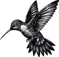 humming bird vector illustration