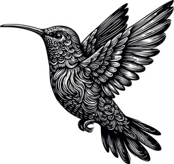 humming bird vector illustration