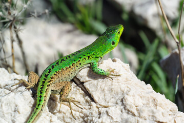 silo, croatia, 30 april 2024, male Italian wall lizard or ruin lizard, Podarcis siculus
