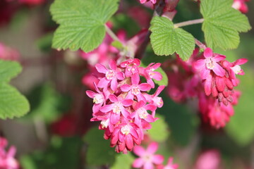 Sweden. Ribes sanguineum, the flowering currant, redflower currant, red-flowering currant, or red...