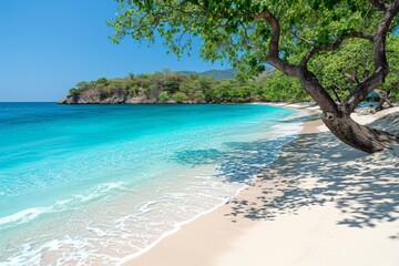 A Beach With a Tree and Blue Water