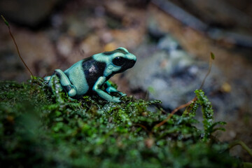 Dart frog dendrobates tinctorius azureus