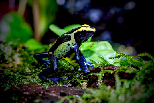 Dart frog dendrobates tinctorius azureus