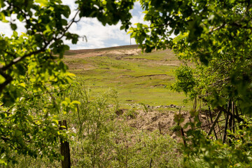 A lush green hillside with a fence in the foreground. The hillside is covered in trees and grass, and the fence is made of wood. The scene is peaceful and serene