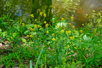 Yellow rocket plant in bloom