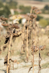 Champ de tournesol asséché par la canicule