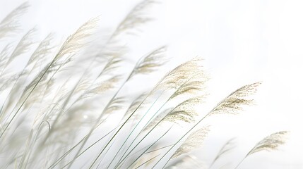 natural beauty of grass with a minimalist image of blades swaying in the wind against a pristine white backdrop, evoking a sense of tranquility.