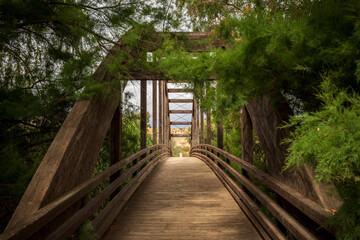Wooden bridge between tamarisk typical of the riparian forest in the La Contraparada dam, Javalí Nuevo, Murcia, Spain