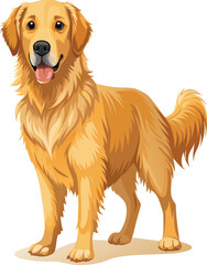 Golden Retriever dog standing on white background. Vector illustration.