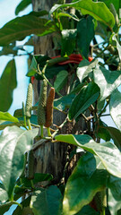 tasty chili peppers from kampot