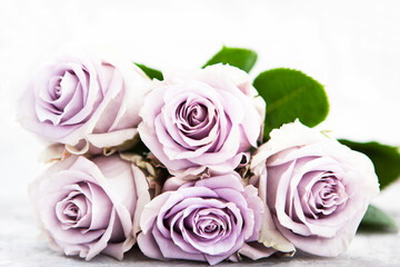 Fresh soft lilac roses flowers on white background, selective focus, copy space for text