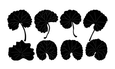 Obraz premium healthy leaf, health friendly leaves, leaves we eat as food, cosmetic leaves, Gotu Kola leaves, flowers and buds (pennywort, Centella asiatica ) isolated on white background, vector illustration.