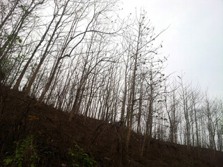 Hillside of Bangladesh