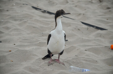 Rocky Cormoran