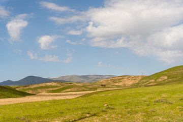 Fototapeta premium A large, open field with a clear blue sky. The sky is dotted with clouds, and the sun is shining brightly. The field is lush and green, with no signs of human activity. The scene is peaceful