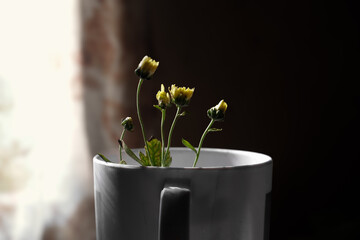 A pot containing a flower near the window, a flower in the pot
