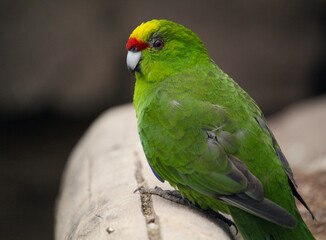Yellow-Crowned Parakeet. Cyanoramphus Auriceps. High quality photo