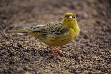 canary standing on the ground. High quality photo