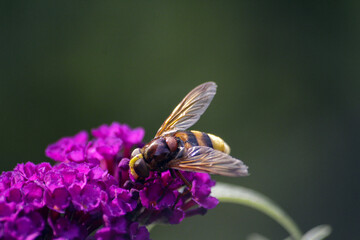 Macrophotography of a bumblebee feeding from a lilac flower.High quality photo