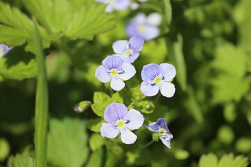Sweden. Veronica filiformis is a species of flowering plant in the family Plantaginaceae. 