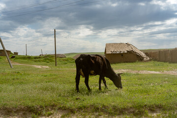 Naklejka premium A cow is grazing in a field next to a house. The sky is cloudy and the grass is green