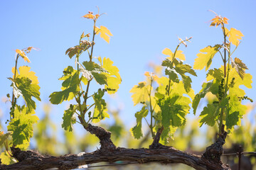 Wine Grape Vines and Clusters