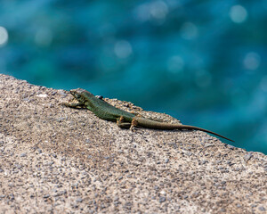 lizard on a rock