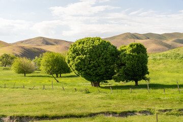 A field of grass with a few trees in the foreground. The trees are small and green, and the grass...