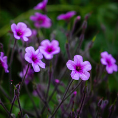 geranium flowers in the garden