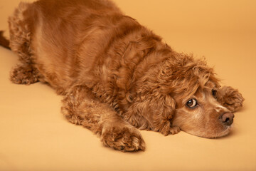Studio portrait of a cocker spaniel dog laying down. He is looking at the camera. The background is...