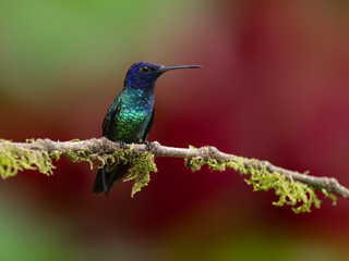 Golden-tailed Sapphire Hummingbird on mossy branch against  red and green background