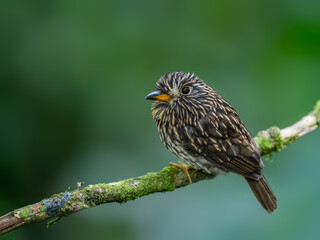 White-chested Puffbird on mossy stick against green background