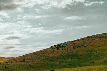 Fototapeta premium A hillside with a herd of cows grazing on the grass. The sky is cloudy and the sun is not shining brightly