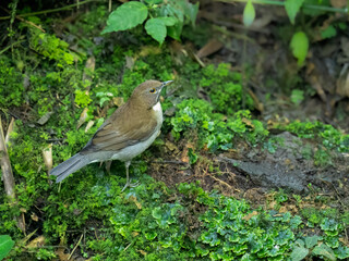 White-necked Thrush foraging on the ground