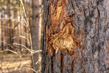 Tree trunk with damaged bark. Mechanical injury or wound of a fir tree in the forest close up