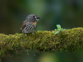 Black-streaked Puffbird on mossy stick against green background