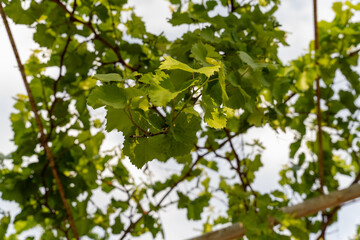 A leafy tree with green leaves and a cloudy sky in the background. The leaves are spread out and the branches are thin