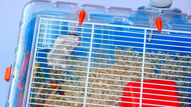 Djungarian hamster climbs to the top of the cage and but falls down and runs away to the house